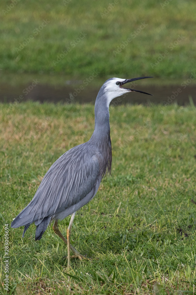 White faced heron in Australasia White faced heron in Australasia
