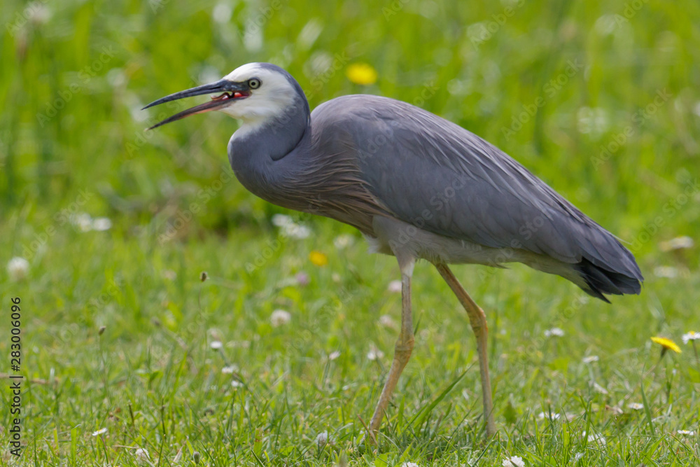 Fototapeta premium White-faced heron in Australasia