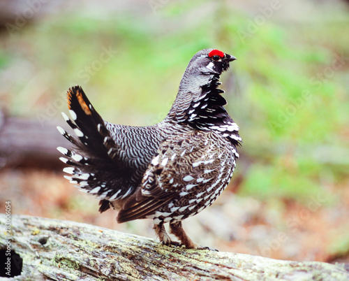 Male Spruce Grouse Dendragapus canadensis posing