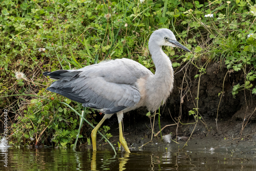 White-faced heron in Australasia White-faced heron in Australasia