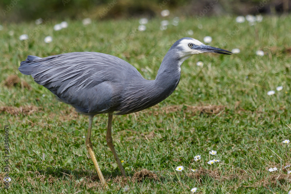 Naklejka premium White faced heron in Australasia