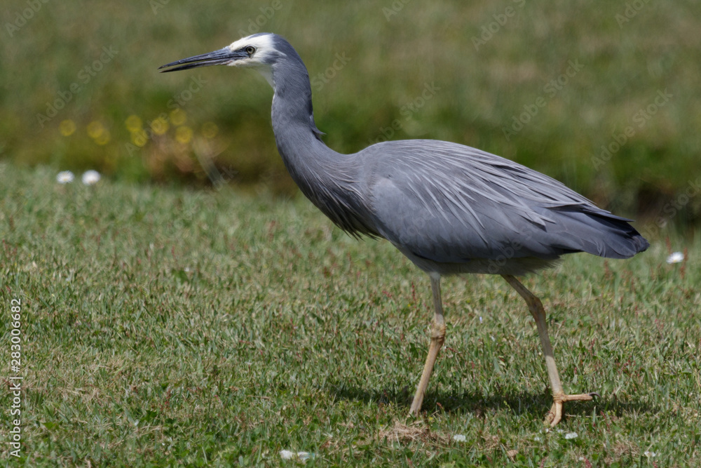 Fototapeta premium White faced heron in Australasia
