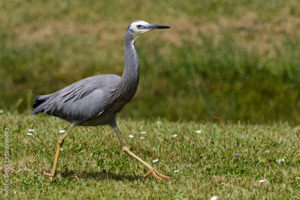 Naklejka premium White faced heron in Australasia