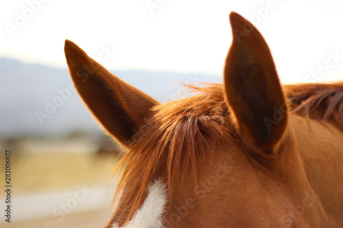 Horse Ears