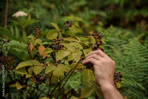 Man taking a berry from the bush of a delicioud blackberry in the forest photo