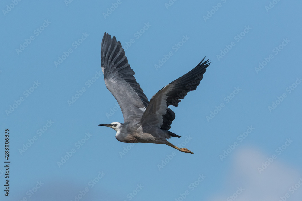 Obraz premium White faced heron in Australasia