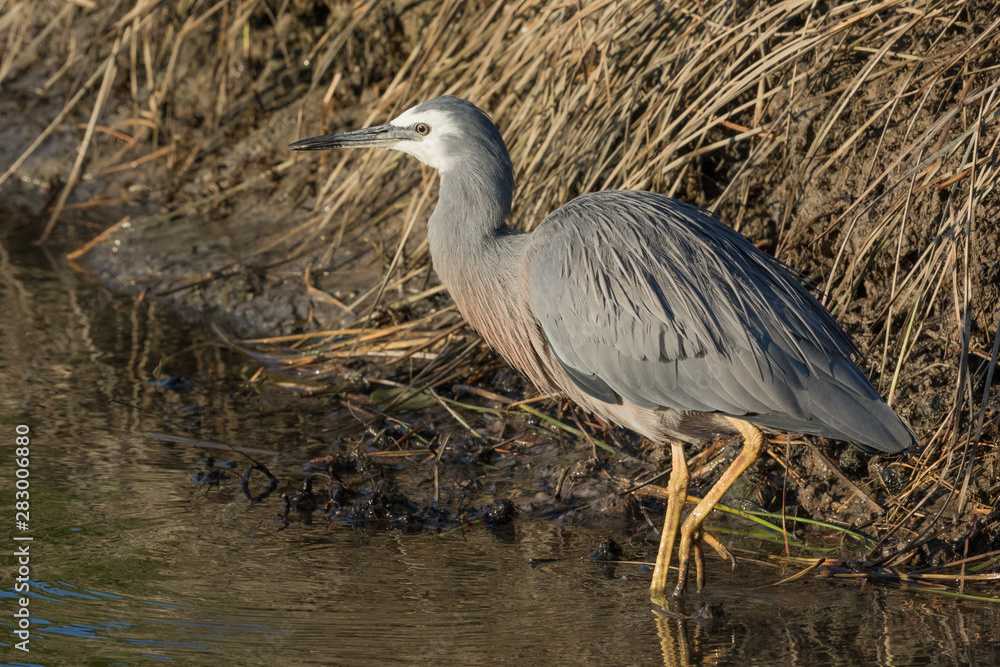 Fototapeta premium White faced heron in Australasia