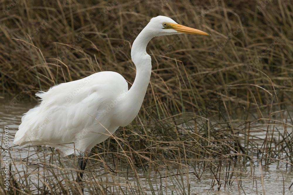 White Heron / Great Egret in Australasia White Heron / Great Egret in Australasia