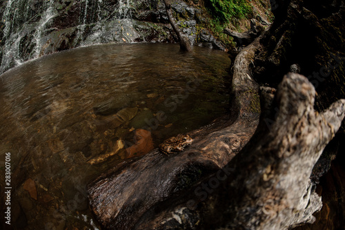 Fish-eye photo in the foot of the waterfall in the forest with the close up on a snag