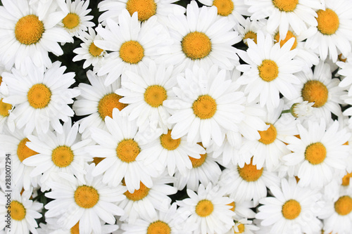 Patch of Daisies bird eye view 