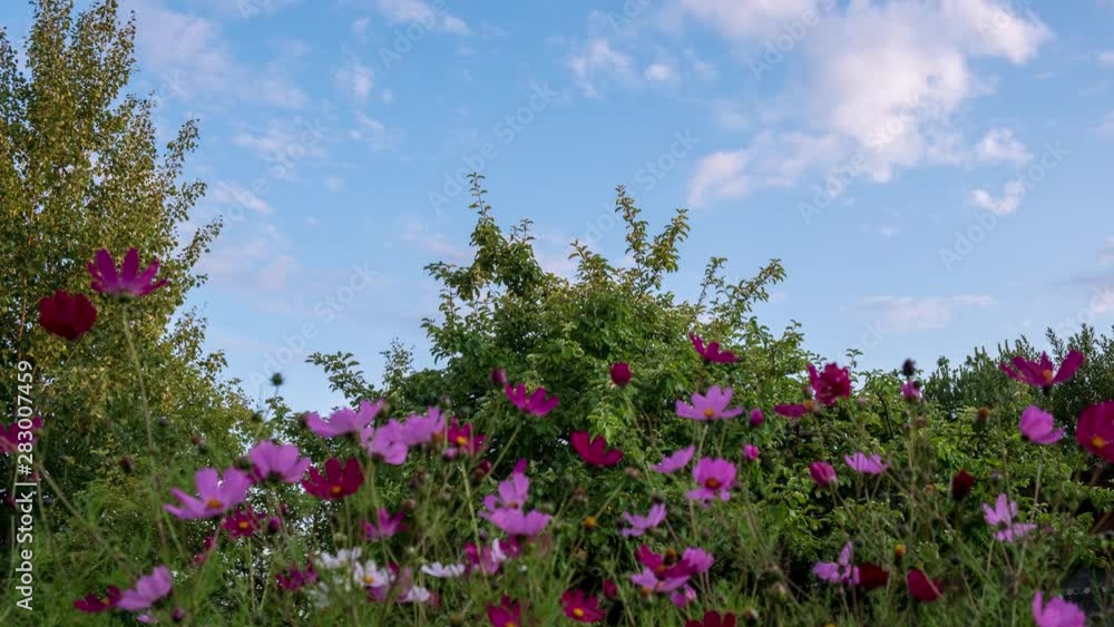 Timelapse video of sunset in summer. With flowers, clouds, wind. Timelapse video of sunset in summer. With flowers, clouds, wind.