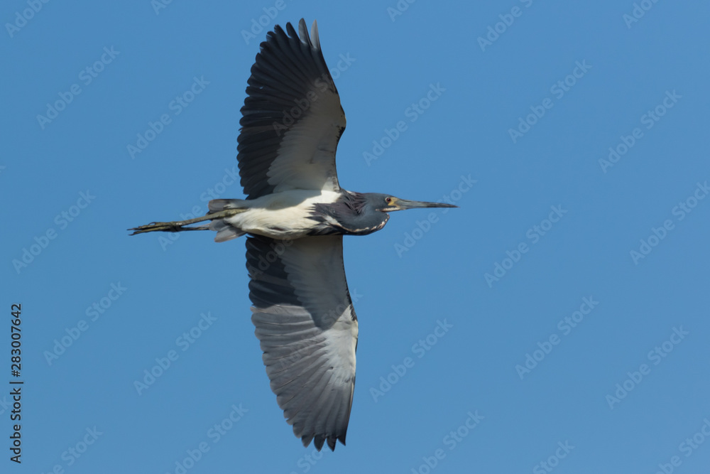 Obraz premium Tri-coloured heron in Texas, USA