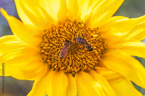 bee on sunflower - closeup