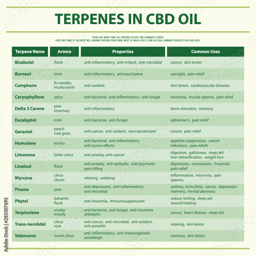 Terpenes in CBD Oil square infographic illustration about cannabis as herbal alternative medicine and chemical therapy, healthcare and medical science vector.