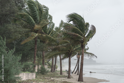 Fototapet the coconut trees on the beach in the storm