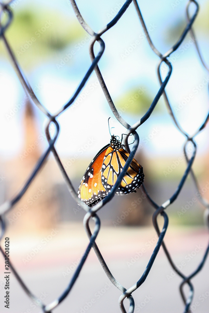 monarch butterfly on fence