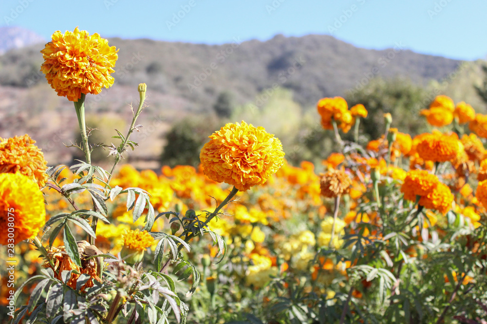 Fototapeta premium orange flowers with mountain