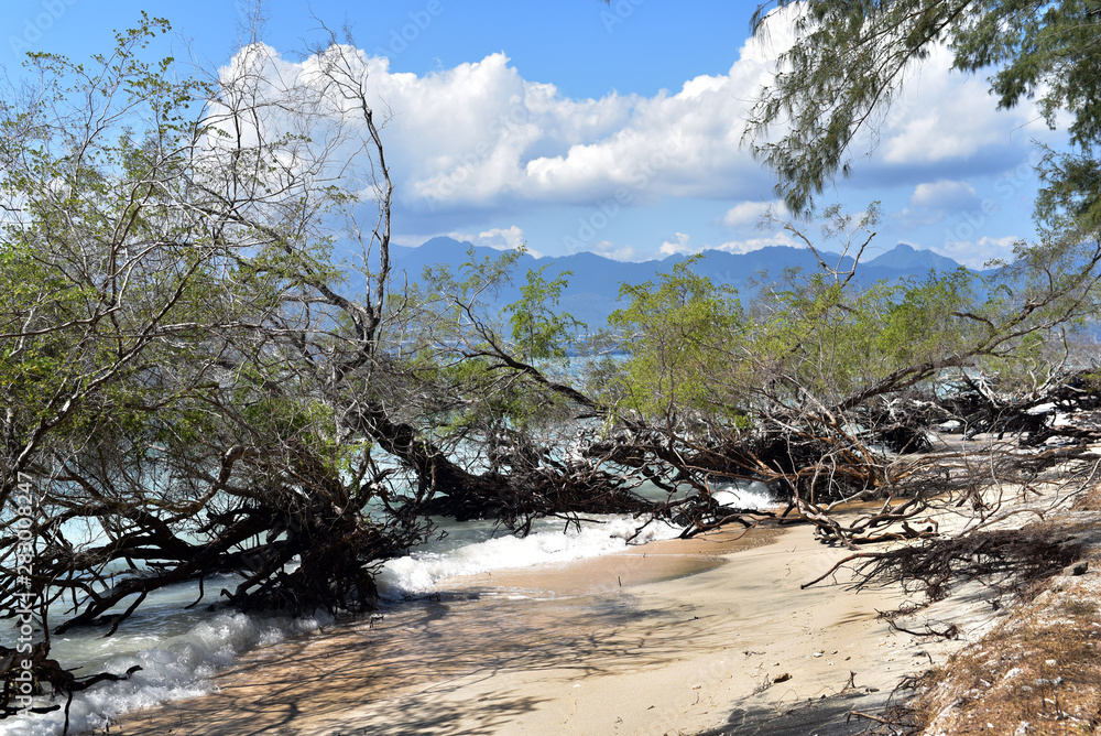 Mangrove trees in Gili Meno Island, Lombok, Indonesia