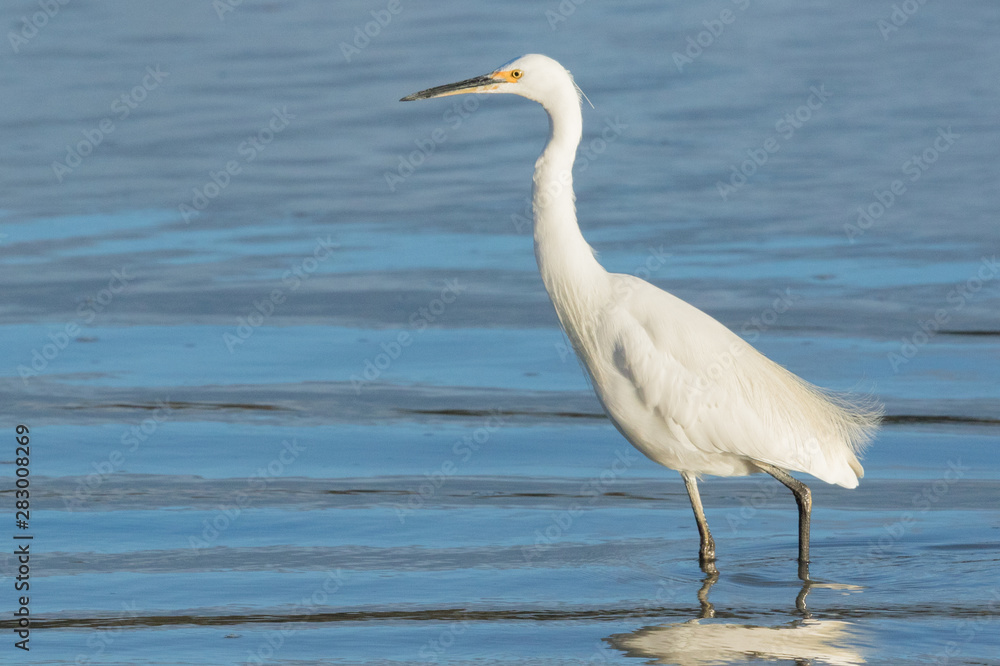 Little Egret in Australasia Little Egret in Australasia