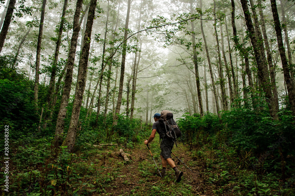 Man with a backpack walking in the green forest with the fog in the far
