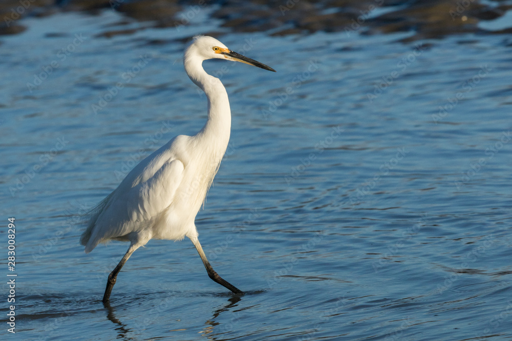 Little Egret in Australasia Little Egret in Australasia