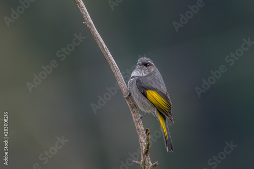 Male Crescent Honey-eater on branch photo