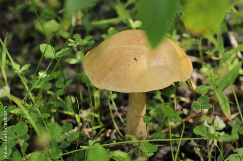 mushroom in the forest © Igor Maz