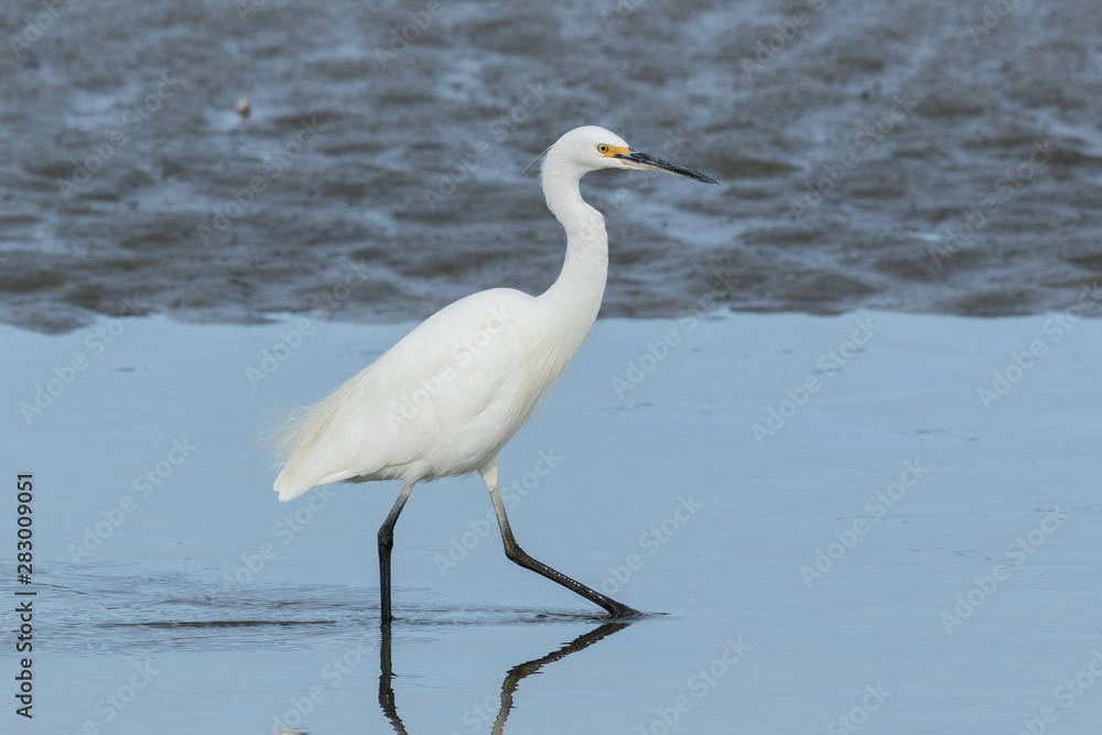 Little Egret in Australasia Little Egret in Australasia