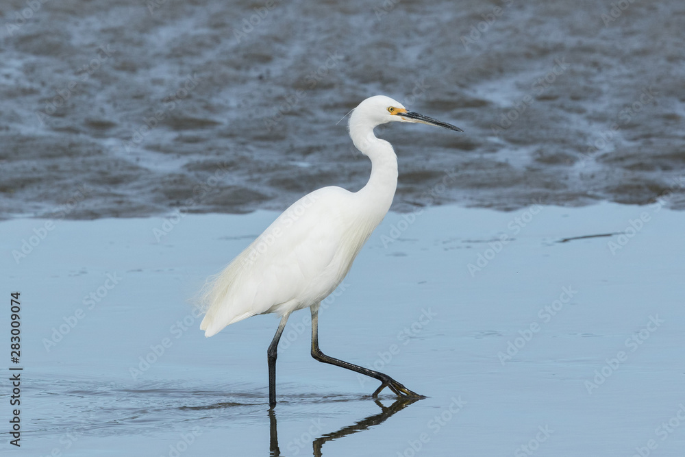 Little Egret in Australasia Little Egret in Australasia