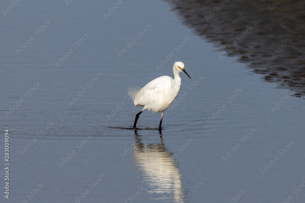 Little Egret in Australasia Little Egret in Australasia