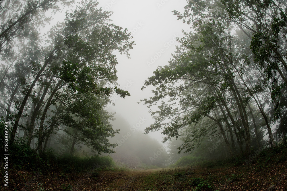 Fish-eye photo landscape of the green thin tall tree trunks forest covered with a white fog Fish-eye photo landscape of the green thin tall tree trunks forest covered with a white fog