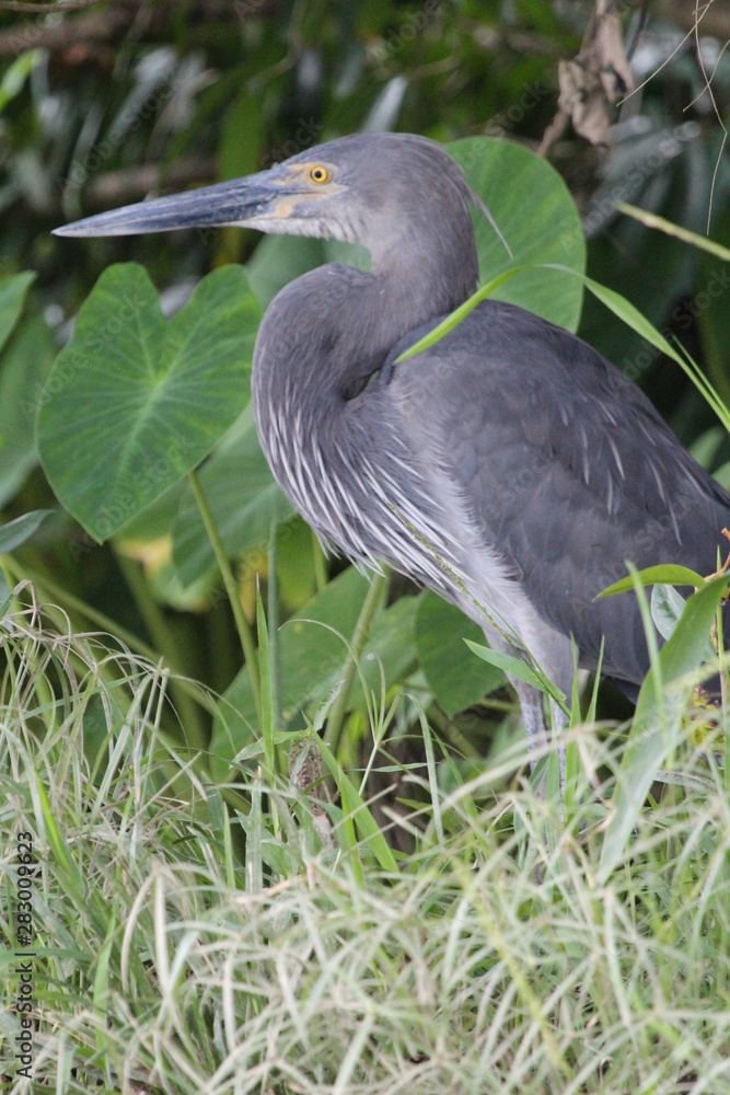 Fototapeta premium Great billed heron in Australia