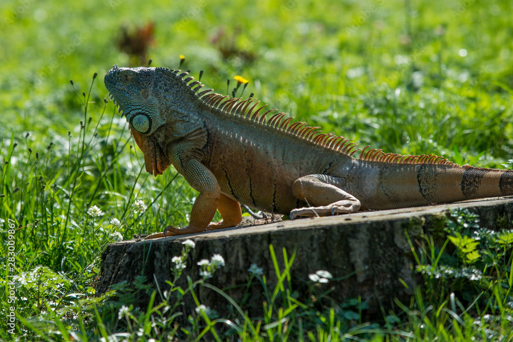 Obraz premium Green Iguana on a branch