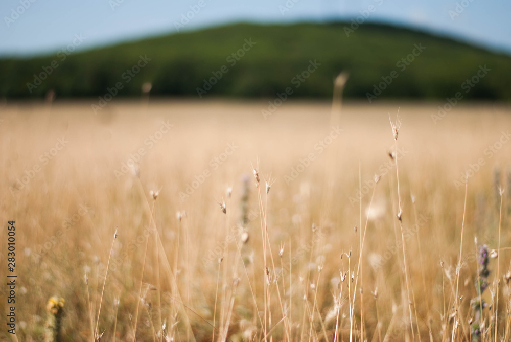 Obraz premium Rural serenity