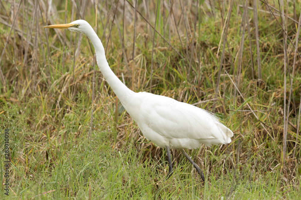 Fototapeta premium White heron / great egret in Australasia