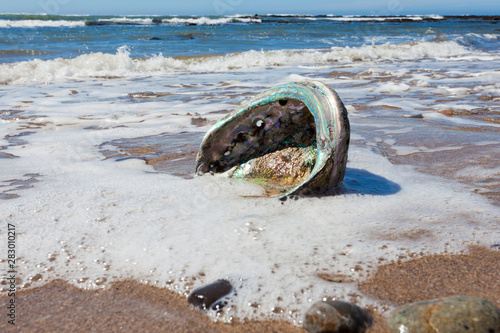Shiny nacre Abalone shell washed ashore onto beach photo