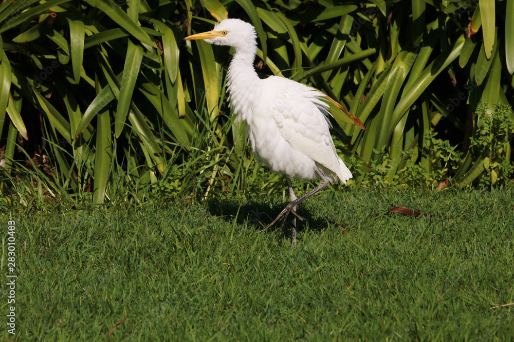 Fototapeta premium Cattle Egret in Australasia