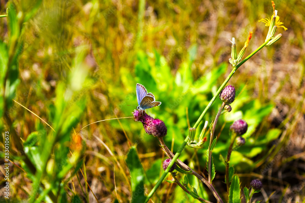 Beautiful blue butterfly - Icarus Polyommatus closeup,macro sits on a flower in a summer wild flower field.Summer natural general view with flowers and butterfly. Beautiful blue butterfly - Icarus Polyommatus closeup,macro sits on a flower in a summer wild flower field.Summer natural general view with flowers and butterfly.