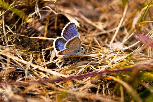 Beautiful blue butterfly - Icarus Polyommatus closeup, macro sits in the grass in a field in summer.