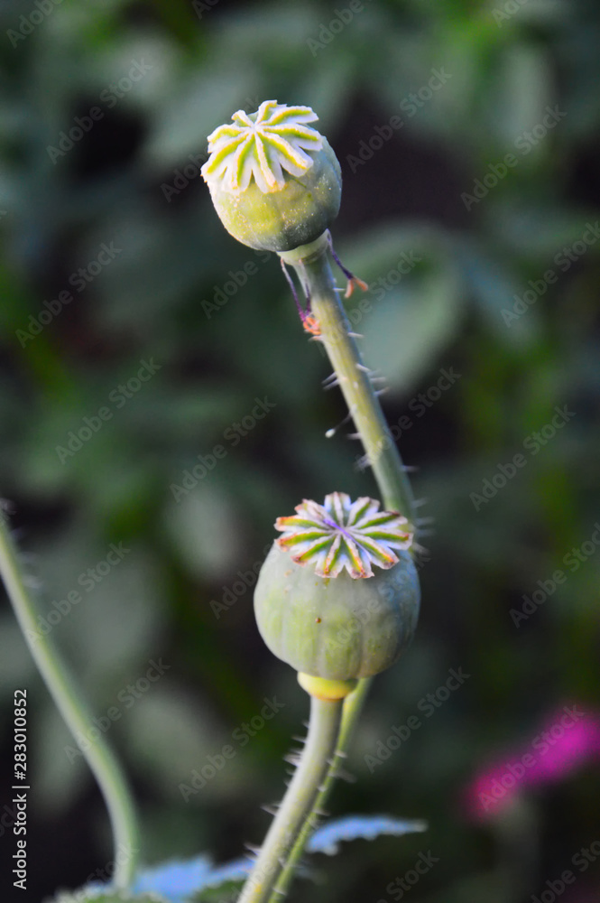 Box-the fruit of the purple Poppy (lat. Papaver) on a green background. Vertical photo. Box-the fruit of the purple Poppy (lat. Papaver) on a green background. Vertical photo.