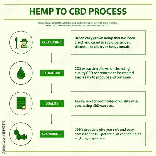 Hemp to CBD Process square infographic illustration about cannabis as herbal alternative medicine and chemical therapy, healthcare and medical science vector.