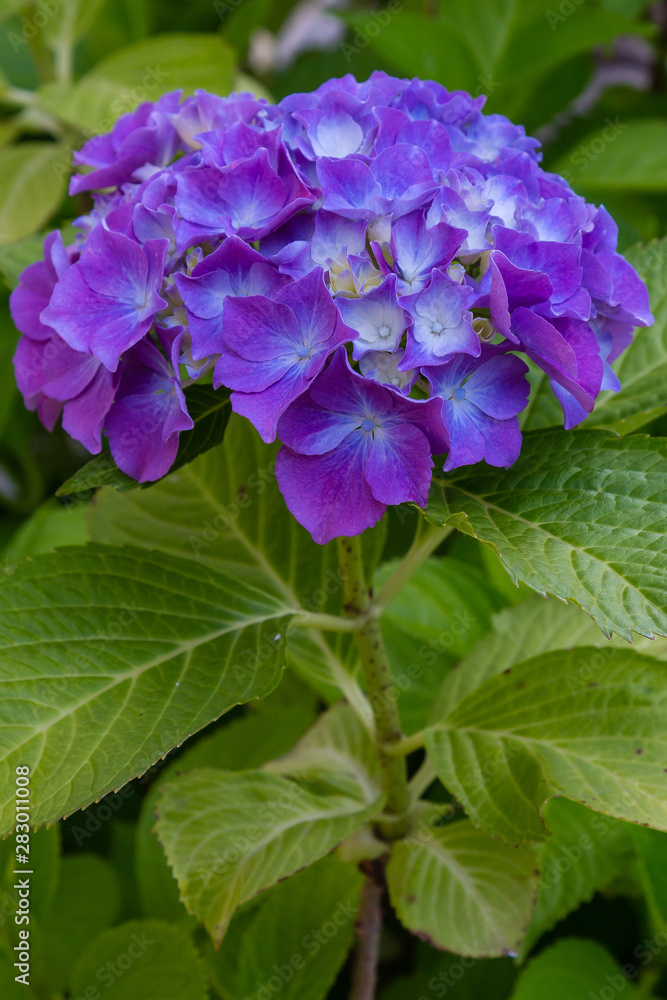 Inflorescence hydrangea garden. Beautiful hortensia flowers. Inflorescence hydrangea garden. Beautiful hortensia flowers.