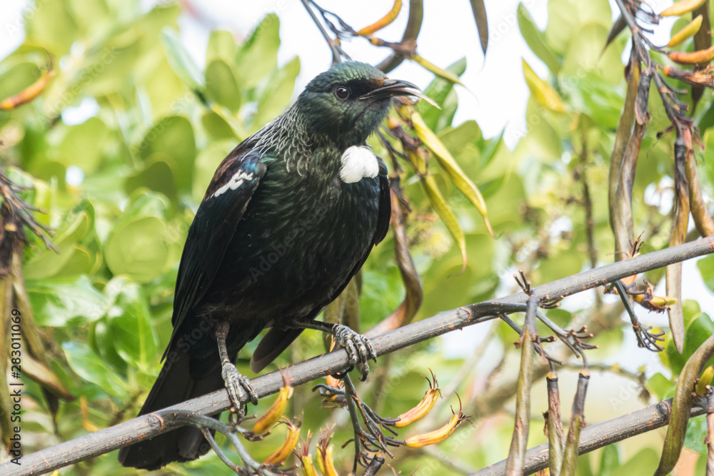 Tui New Zealand Endemic Honeyeater Tui New Zealand Endemic Honeyeater
