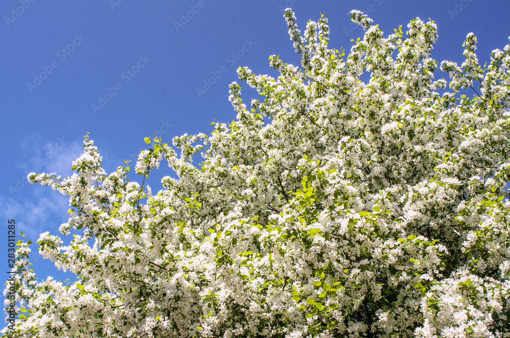 Apple trees bloom luxuriously in spring, many white flowers abundantly cover the crown of the trees, close up. Apple trees bloom luxuriously in spring, many white flowers abundantly cover the crown of the trees, close up.