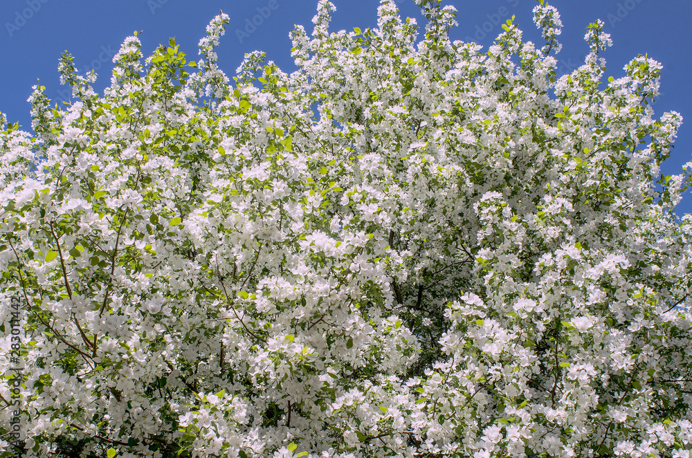 Apple trees bloom luxuriously in spring, many white flowers abundantly cover the crown of the trees, close up. Apple trees bloom luxuriously in spring, many white flowers abundantly cover the crown of the trees, close up.