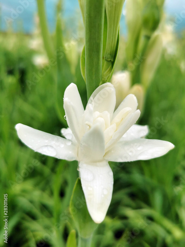 White Crocus flower in the nature