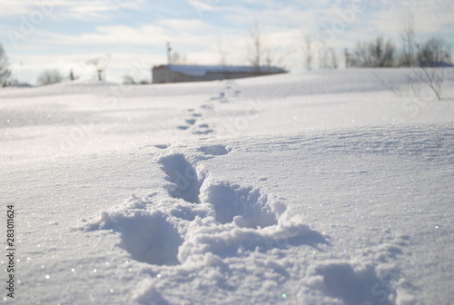 footprints in the snow © Маргарита Лучкина