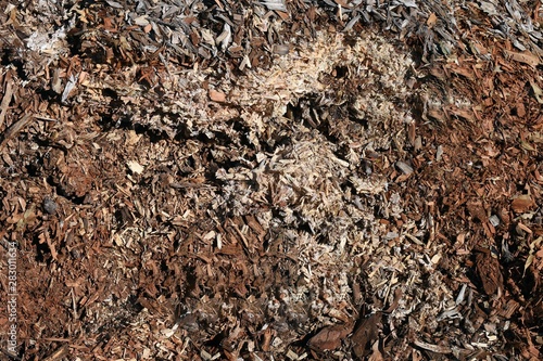 Decaying wood mulch © Andy