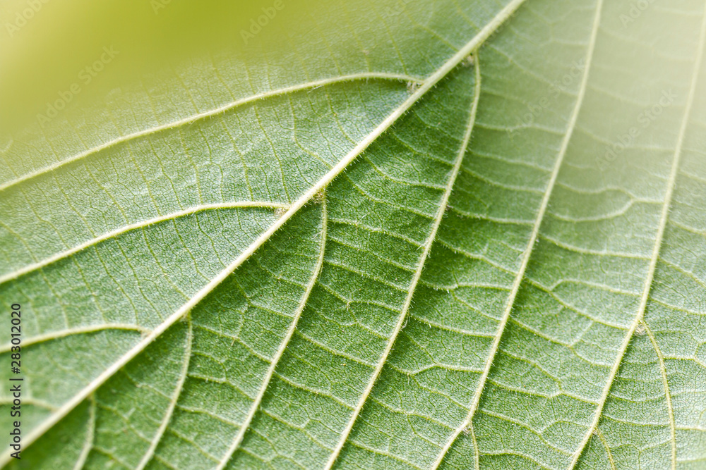 Bright green leaf closeup. Texture, direction. Bright green leaf closeup. Texture, direction.