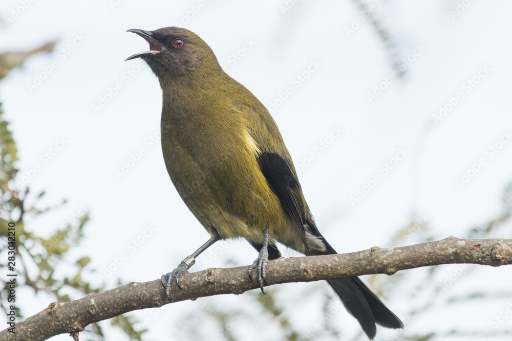 Fototapeta premium New Zealand Bellbird